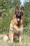 BERGER ALLEMAND 172